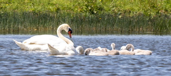  Cygne tuberculé Cygnus olor - Mute Swan