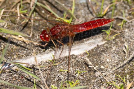 Libellule : Crocothemis erythraea, Libellule écarlate, Crocothémis écarlate