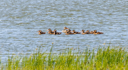 Canard souchet - Spatula clypeata Northern Shoveler 