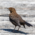 Merle noir Turdus merula - Common Blackbird