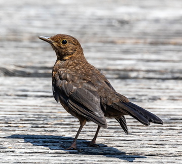 Merle noir Turdus merula - Common Blackbird