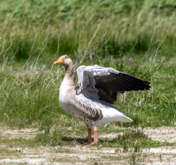 Oie cendrée Anser anser - Greylag Goose