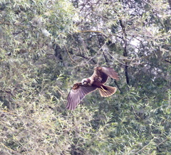 Busard des roseaux Circus aeruginosus - Western Marsh Harrie (femelle nuptial)