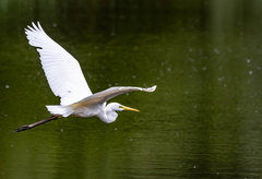 Grande Aigrette Ardea alba - Great Egret