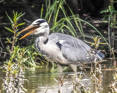 Héron cendré Ardea cinerea - Grey Heron