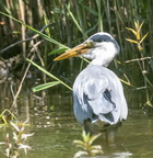 Héron cendré Ardea cinerea - Grey Heron