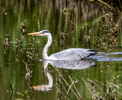 Héron cendré Ardea cinerea - Grey Heron