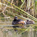 Grèbe castagneux Tachybaptus ruficollis - Little Grebe