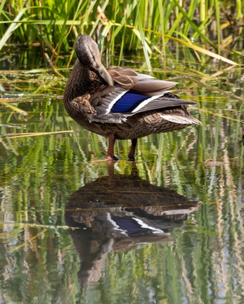 Canard colvert Anas platyrhynchos - Mallard