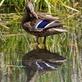 Canard colvert Anas platyrhynchos - Mallard