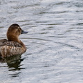  Fuligule à dos blanc Aythya valisineria - Canvasback