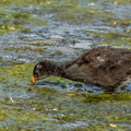 Gallinule poule-d'eau Gallinula chloropus - Common Moorhen