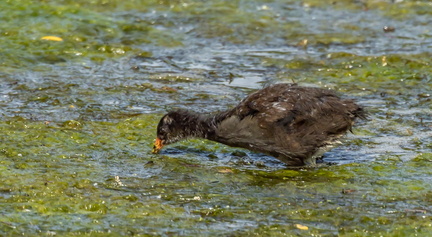 Gallinule poule-d'eau Gallinula chloropus - Common Moorhen