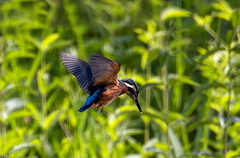 Martin-pêcheur d'Europe Alcedo atthis - Common Kingfisher