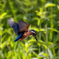 Martin-pêcheur d'Europe Alcedo atthis - Common Kingfisher