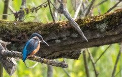 Martin-pêcheur d'Europe Alcedo atthis - Common Kingfisher