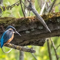 Martin-pêcheur d'Europe Alcedo atthis - Common Kingfisher