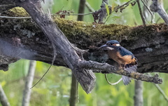 Martin-pêcheur d'Europe Alcedo atthis - Common Kingfisher