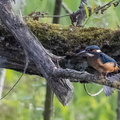 Martin-pêcheur d'Europe Alcedo atthis - Common Kingfisher