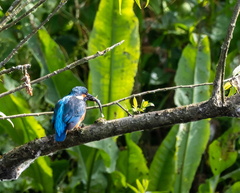 Martin-pêcheur d'Europe Alcedo atthis - Common Kingfisher