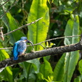 Martin-pêcheur d'Europe Alcedo atthis - Common Kingfisher