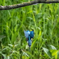 Martin-pêcheur d'Europe Alcedo atthis - Common Kingfisher