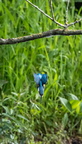 Martin-pêcheur d'Europe Alcedo atthis - Common Kingfisher