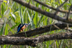 Martin-pêcheur d'Europe Alcedo atthis - Common Kingfisher