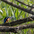 Martin-pêcheur d'Europe Alcedo atthis - Common Kingfisher