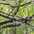 Martin-pêcheur d'Europe Alcedo atthis - Common Kingfisher