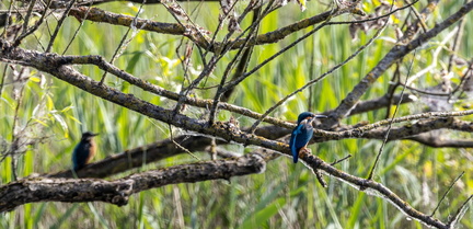 Martin-pêcheur d'Europe Alcedo atthis - Common Kingfisher