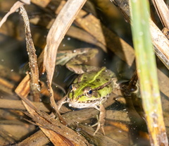 Pelophylax kl. esculentus (Grenouille verte )