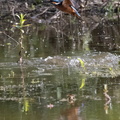 Martin-pêcheur d'Europe Alcedo atthis - Common Kingfisher