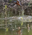 Martin-pêcheur d'Europe Alcedo atthis - Common Kingfisher