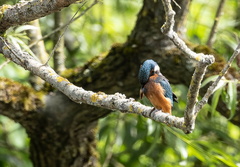 Martin-pêcheur d'Europe Alcedo atthis - Common Kingfisher