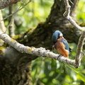 Martin-pêcheur d'Europe Alcedo atthis - Common Kingfisher