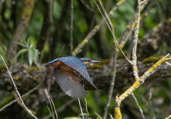 Martin-pêcheur d'Europe Alcedo atthis - Common Kingfisher