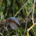 Martin-pêcheur d'Europe Alcedo atthis - Common Kingfisher