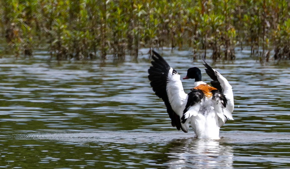 Tadorne de Belon Tadorna tadorna - Common Shelduck