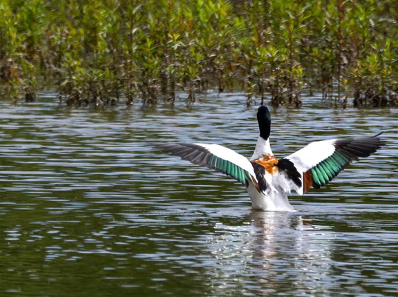 Tadorne de Belon Tadorna tadorna - Common Shelduck