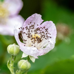  ronce d'Arménie (Rubus armeniacus)