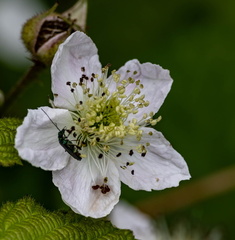 Oedemera nobilis et ronce d'Arménie (Rubus armeniacus)