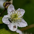 Oedemera nobilis et ronce d'Arménie (Rubus armeniacus)