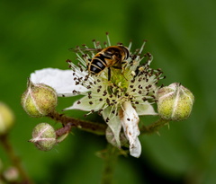 Éristale gluante et ronce d'Arménie (Rubus armeniacus)