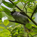  Fauvette à tête noire Sylvia atricapilla - Eurasian Blackcap