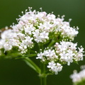 Valériane officinale