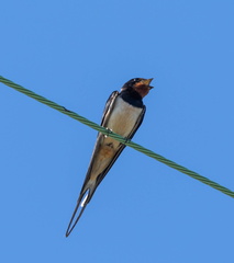 Hirondelle rustique Hirondelle de cheminée Hirundo rustica - Barn Swallow