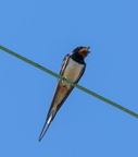 Hirondelle rustique Hirondelle de cheminée Hirundo rustica - Barn Swallow (mâle)