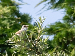 Fauvette babillarde Curruca curruca - Lesser Whitethroat