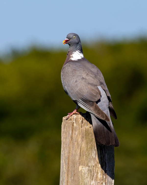 Pigeon ramier Columba palumbus - Common Wood Pigeon